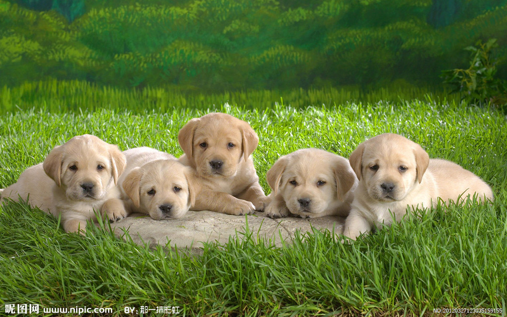 设计隐喻字如其狗